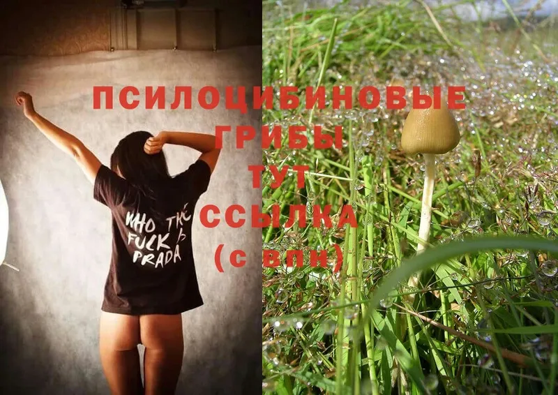 купить наркотики сайты  площадка как зайти  Псилоцибиновые грибы Psilocybe  Белёв 